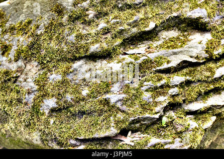 Alte graue Steinmauer mit grünem Moos Stockfoto