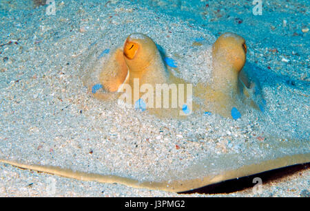 Blue spotted Stingray, Venemous, gefährlich, Ägypten, Afrika, Rotes Meer, Taeniura Lymma, Stockfoto