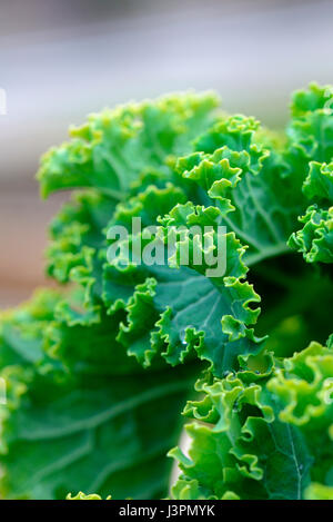 Gruenkohl, Krauskohl, Federkohl, Winterkohl, Sorte Ostfriesische Palme, Bis Zu 1,8 m Hoch, Brassica Oleracea Acephala var. Sabellica Stockfoto