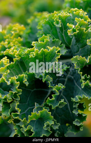 Gruenkohl, Krauskohl, Federkohl, Winterkohl, Sorte Ostfriesische Palme, Bis Zu 1,8 m Hoch, Brassica Oleracea Acephala var. Sabellica Stockfoto