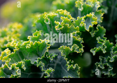 Gruenkohl, Krauskohl, Federkohl, Winterkohl, Sorte Ostfriesische Palme, Bis Zu 1,8 m Hoch, Brassica Oleracea Acephala var. Sabellica Stockfoto