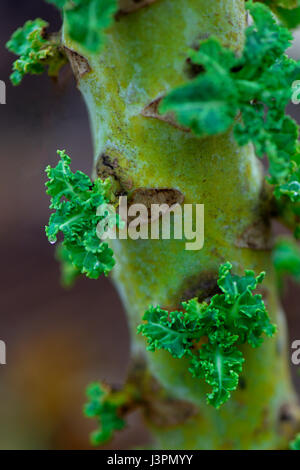 Gruenkohl, Neuaustrieb eine Stamm, Gruenkohl, Krauskohl, Federkohl, Winterkohl, Sorte Ostfriesische Palme, Bis Zu 1,8 m Hoch, Brassica Oleracea Acephala var. Sabellica Stockfoto