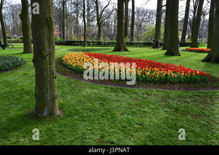 Garten der verschiedenen Farbe Tulpen in bewaldeten Umgebung Stockfoto