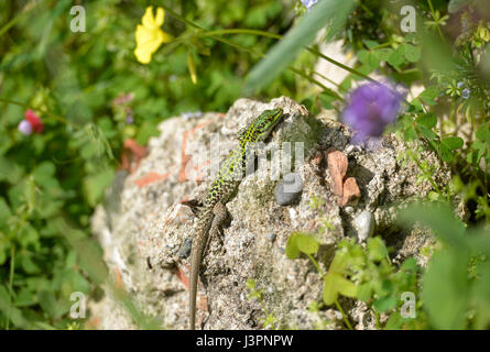 Zauneidechse, Lacerta Agilis, Taormina, Sizilien, Italien Stockfoto