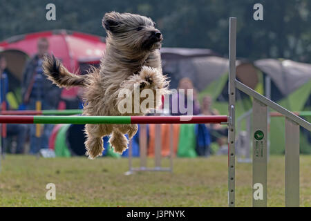 Hundebeweglichkeit 2015 in Hamburg, Deutschland Stockfoto