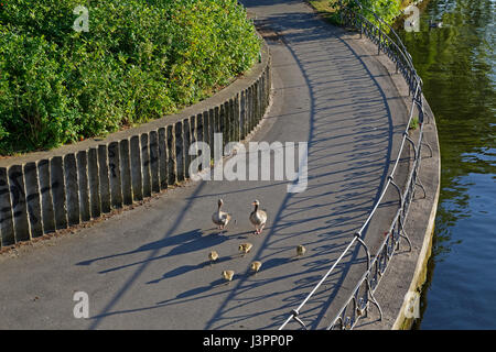 Graugänse (Anser anser) auf einer Straße, Graugänse Familie, Außenalster, in Deutschland, in Europa Stockfoto