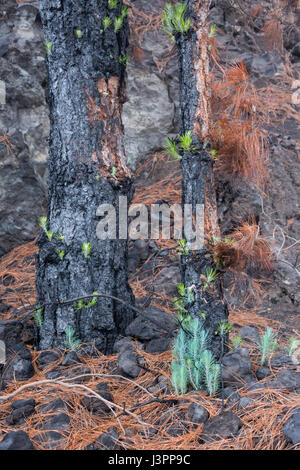 Kanarische Kiefer nach Wald Feuer, La Palma, Spanien, Pinus Canariensis, Stockfoto