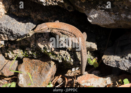 Männliche Gallot Eidechse, Las Tricias, Puntagorda, La Palma, Spanien, Gallotia Galloti Palmae, Stockfoto