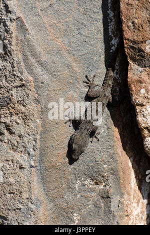 Teneriffa-Gecko, Teneriffa Wand Gecko, El Paso, Spanien, Tarentola Delalandii, Stockfoto