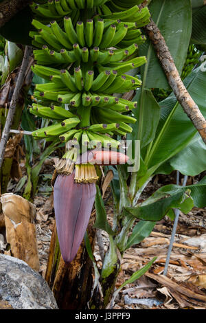 Bananenbaum, San Andrés y Sauces, La Palma, Spanien, Musa, Stockfoto