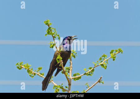 Gemeinsamen Grackle Baum oben im Frühling Stockfoto