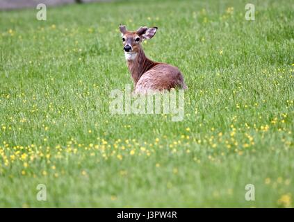 Weiß - angebundene Rotwild (Odocoileus Virginianus) Buck aus samt im frühen Frühjahr Stockfoto