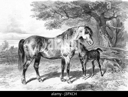 Das „Jument Percheronne“ bezieht sich auf eine Rasse von Zugpferden, insbesondere den Percheron, der für seine Stärke und Ausdauer bekannt ist. Dieser Eintrag aus der „Gayot Atlas Statistique 1850“ könnte die landwirtschaftliche Bedeutung und Verbreitung der Rasse in Frankreich im 19. Jahrhundert hervorheben. Stockfoto