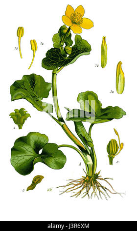 Abbildung Caltha palustris1 Stockfoto