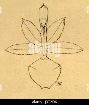 Kefersteinia Stapelioides Ausschnitt von Xenia Vol 1 pl 25 Abb. III (1858) Stockfoto