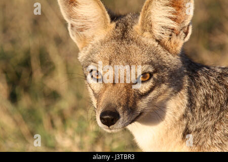 Ein close-up Portrait eines Black-backed Schakals (Canis Mesomelas). OL Pejeta Conservancy, Kenia. Stockfoto
