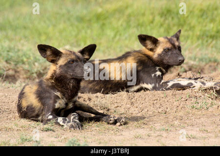 Zwei afrikanische Wildhunde (LYKAON Pictus) ruht in der Savanne. OL Pejeta Conservancy, Kenia. Stockfoto