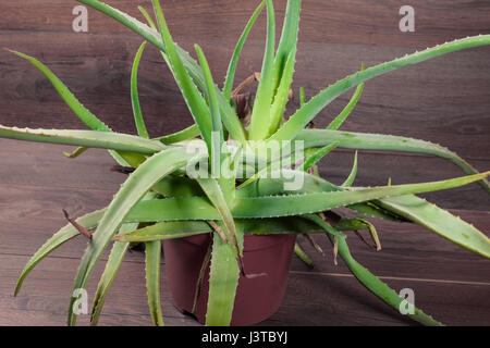 Aloe Vera in rote Vase auf hölzernen Hintergrund. Stockfoto