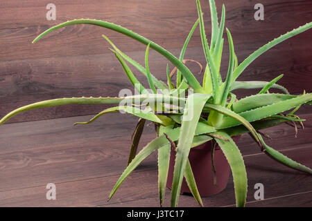 Aloe Vera in rote Vase auf hölzernen Hintergrund. Stockfoto