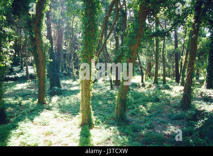 Wald. Cíes-Inseln, Atlantic Islands National Park, Pontevedra Provinz, Galizien, Spanien. Stockfoto