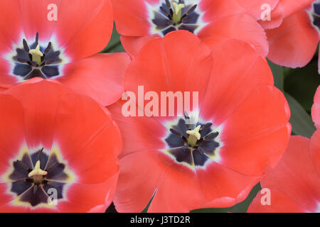 Nahaufnahme von roten Tulpen Blumen Stockfoto