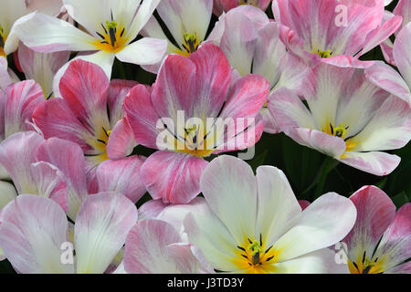 Nahaufnahme eines geöffneten rosa und weiße Tulpen mit gelben highlights Stockfoto