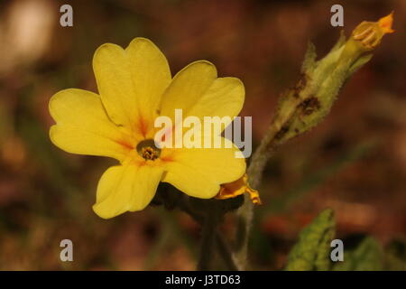 Falsche Oxlip Stockfoto