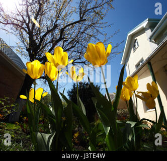 Closeup-Weitwinkel-Foto von gelben Tulpen im Garten, Frühling Stockfoto