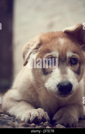 Northern Inuit Welpen im Garten Stockfoto