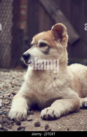 Northern Inuit Welpen im Garten Stockfoto