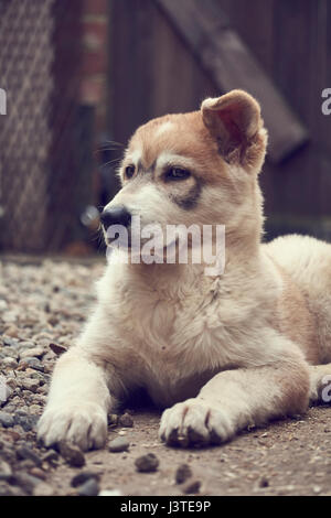 Northern Inuit Welpen im Garten Stockfoto