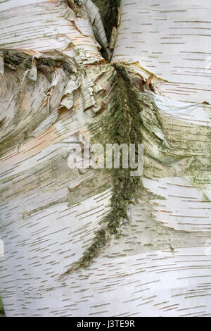Silver birch Stockfoto