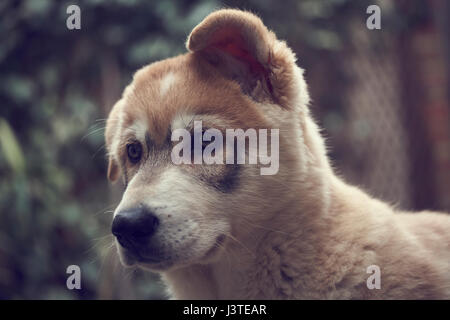 Northern Inuit Welpen im Garten Stockfoto