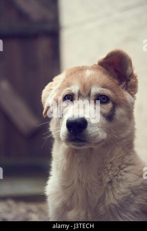 Northern Inuit Welpen im Garten Stockfoto