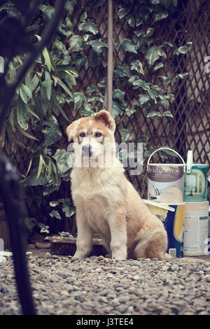 Northern Inuit Welpen im Garten Stockfoto