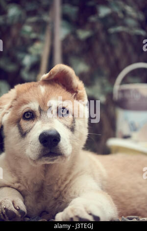 Northern Inuit Welpen im Garten Stockfoto