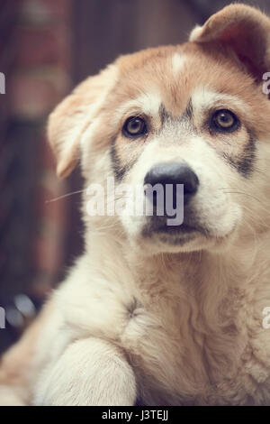 Northern Inuit Welpen im Garten Stockfoto