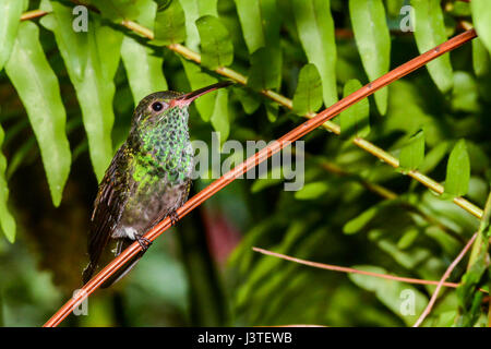 Rufous-tailed Kolibri Stockfoto