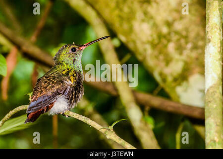 Rufous-tailed Kolibri Stockfoto