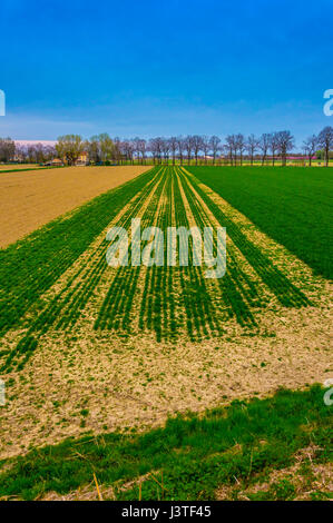Gesättigten kultivierten Feld nach Passage von Traktoren und Aussaat Stockfoto