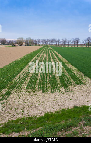 Sanfte Farben kultiviert Feld nach Passage von Traktoren und Aussaat Stockfoto