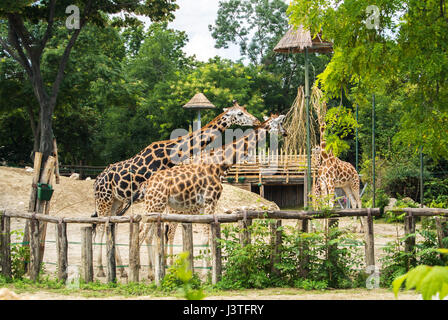 Eine Gruppe von Giraffen Essen im Budapester Zoo und botanischen Garten am Sommertag. Stockfoto
