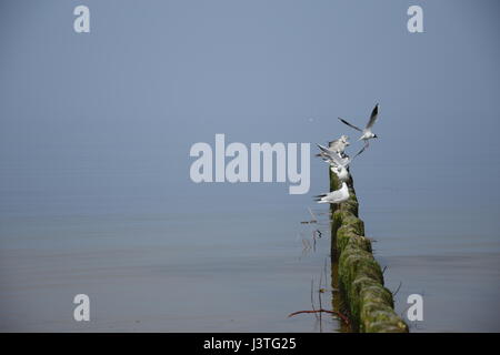 Pole der eine Leiste mit Möwen an der Spitze entlang des Meeres Stockfoto