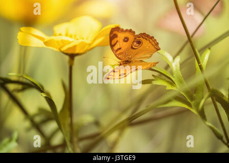 Schmetterling auf gelben Blüten Stockfoto