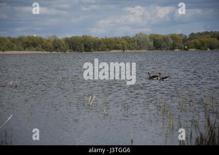 Graugans Gans Familie (Anser Anser) Schwimmen im See Stockfoto