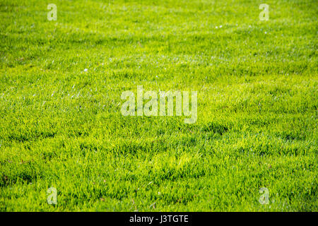Grüne Gras Hintergrund einer Short Cut golf Rasen Stockfoto