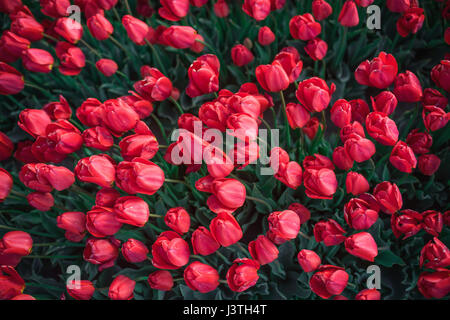 Eine helle rote Tulpe Blume Hintergrund mit einem Fade in weiß auf der Oberseite für Text. Verwenden Sie es für ein Frühling oder Liebe Konzept. Stockfoto