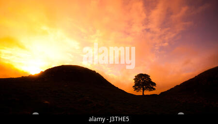 Sycamore Gap (Robin Hood Baum) am Hadrianswall war bekannt geworden, aus der 1991 Film "Robin Hood-König der Diebe" mit Kevin Costner. Stockfoto