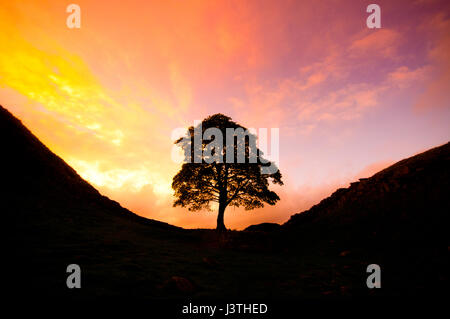 Sycamore Gap (Robin Hood Baum) am Hadrianswall war bekannt geworden, aus der 1991 Film "Robin Hood-König der Diebe" mit Kevin Costner. Stockfoto