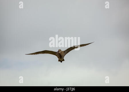 Eurasische Brachvogel (Numenius Arquata) Stockfoto